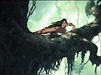 Tarzan in tree